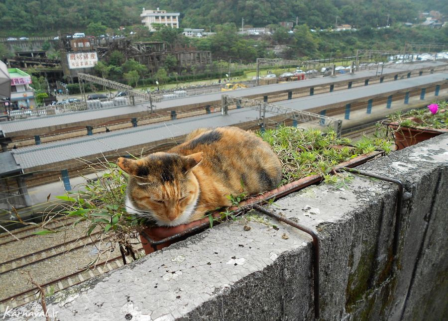 سرگذشت شهری که به دست گربه ها تسخیر شد 