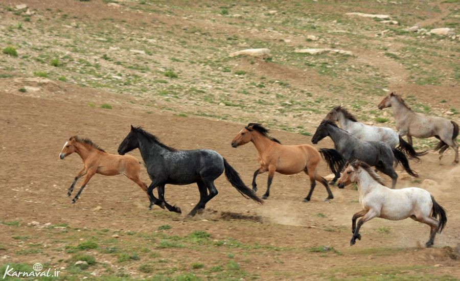 موستانگ اسبی وحشی