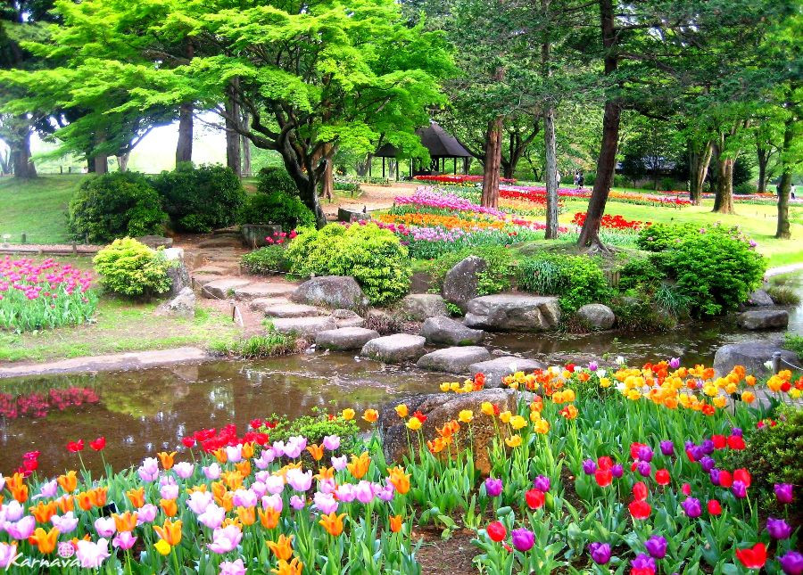 پارک ملی showa kinen ژاپن