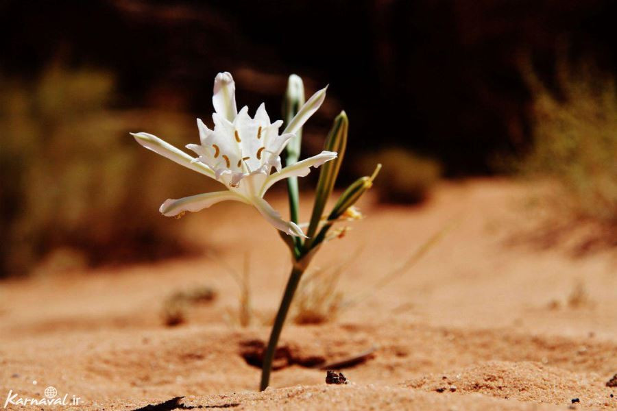 صحرای رم، اردن