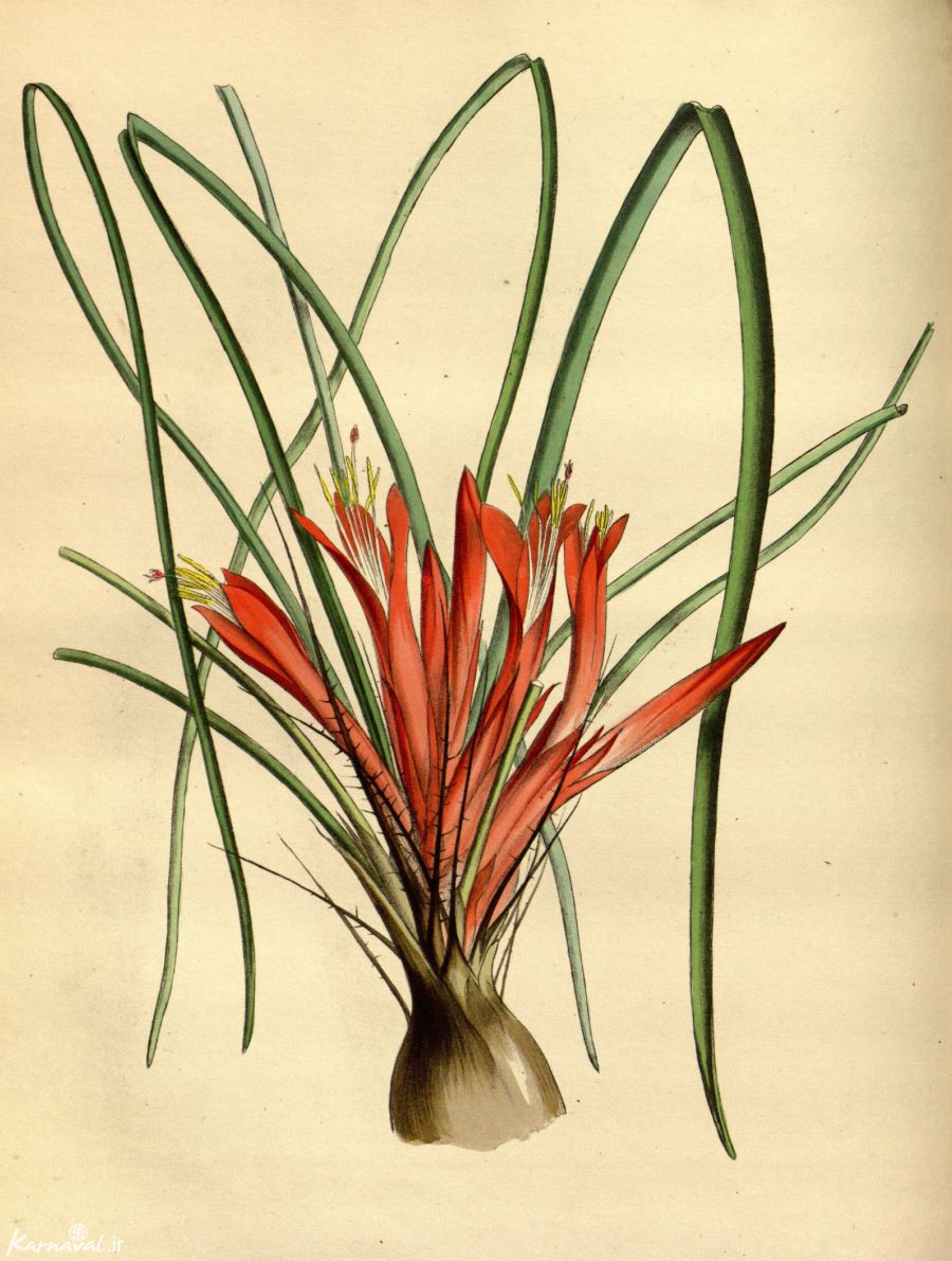 گیاه پیت کارنا pitcairna heterophylla