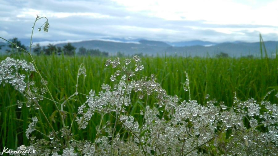 شیرگاه