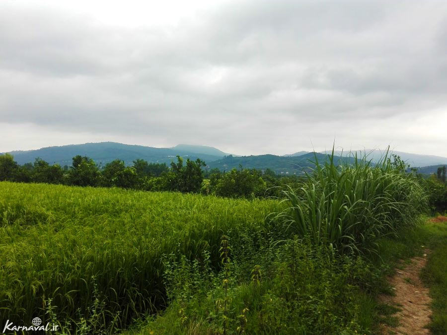 شیرگاه