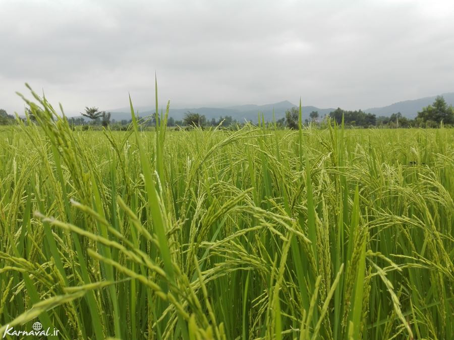 شیرگاه