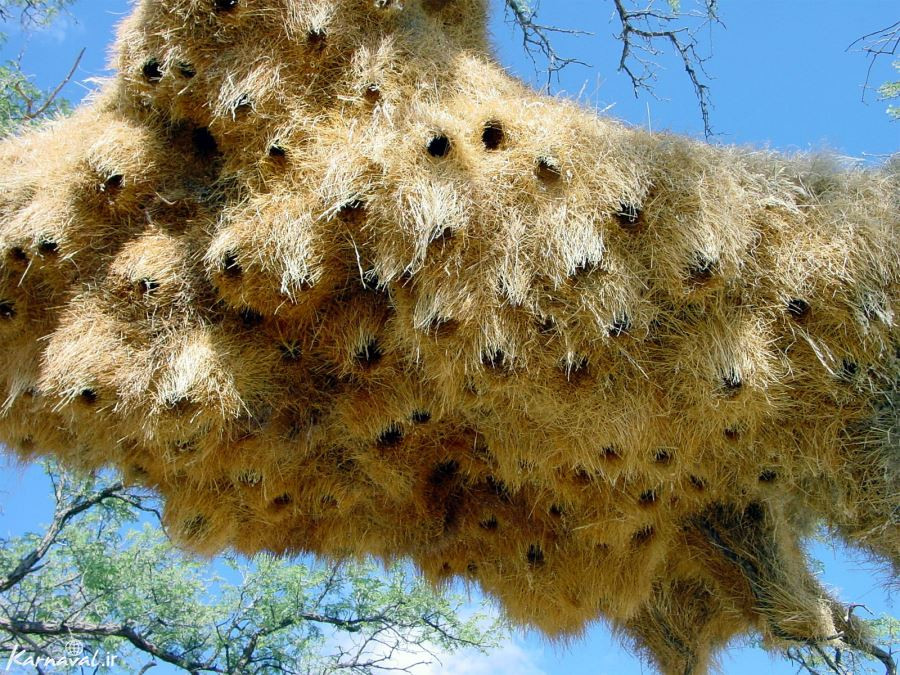 پرنده نگری