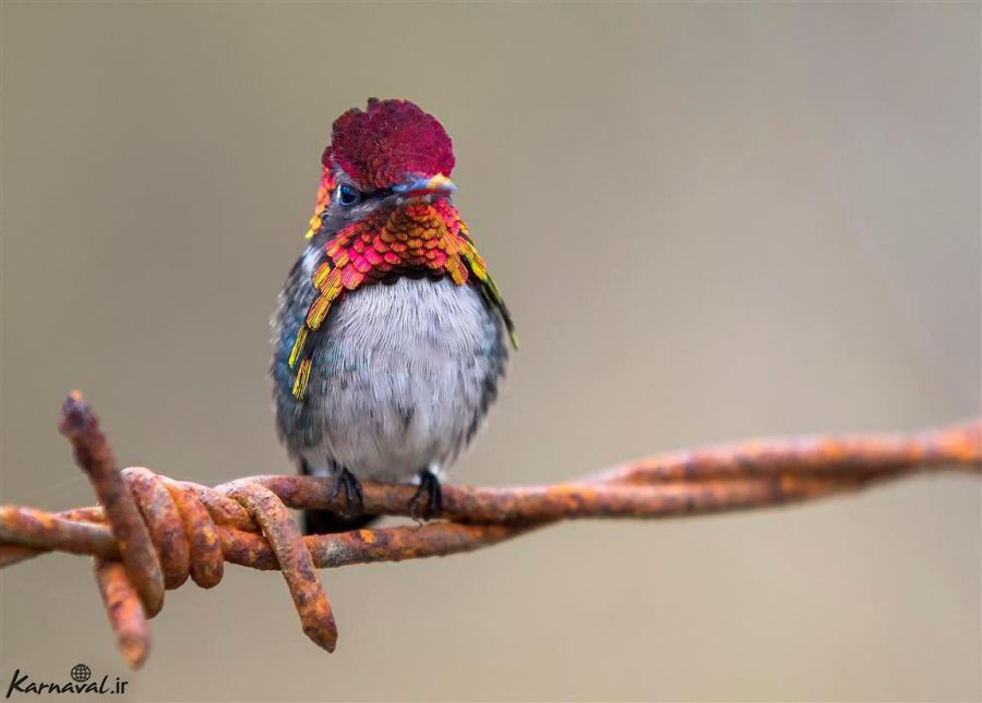 پرنده نگری