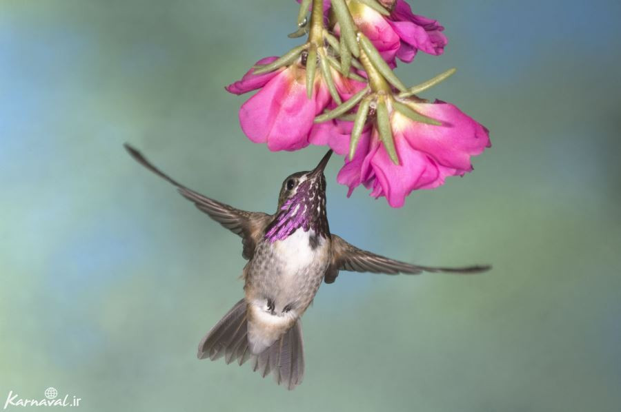 پرنده نگری