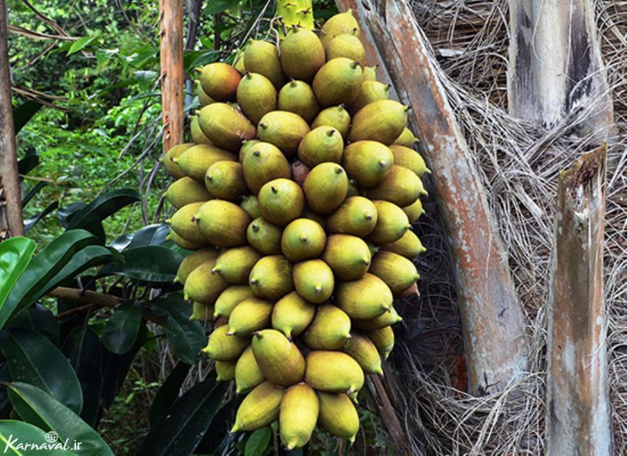 طوطی گلو آبی