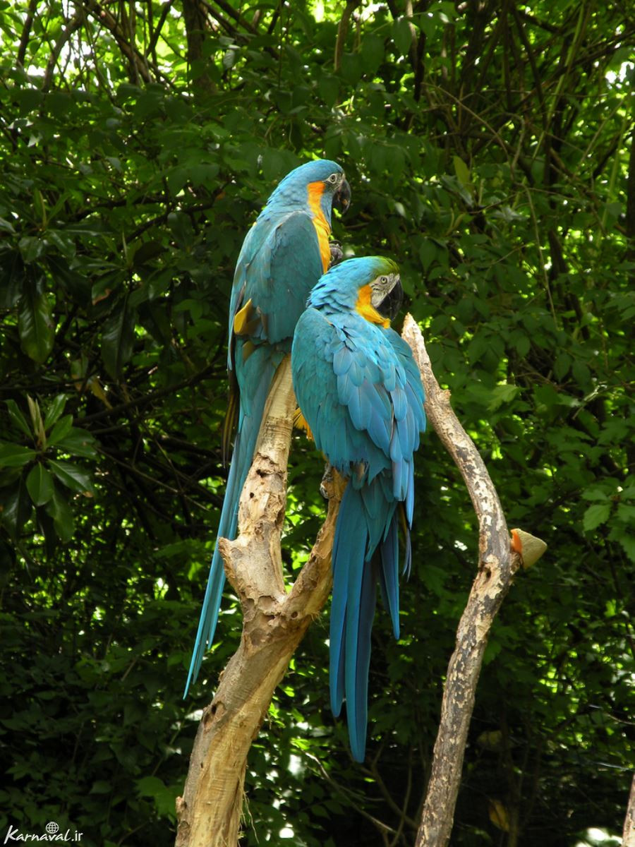 طوطی گلو آبی