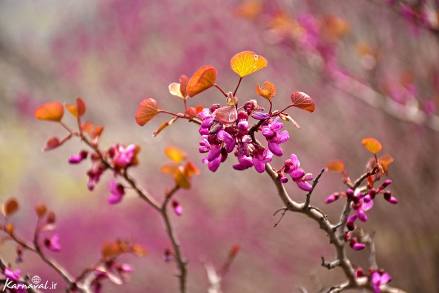 تصاویر بهاری از طبیعت ایران