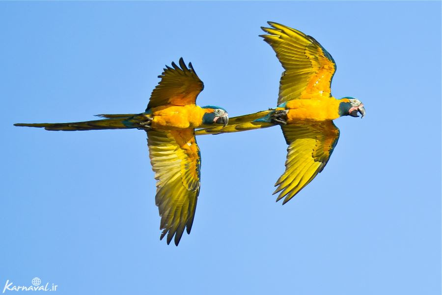 طوطی گلو آبی
