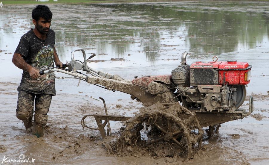  عکس مزرعه برنج