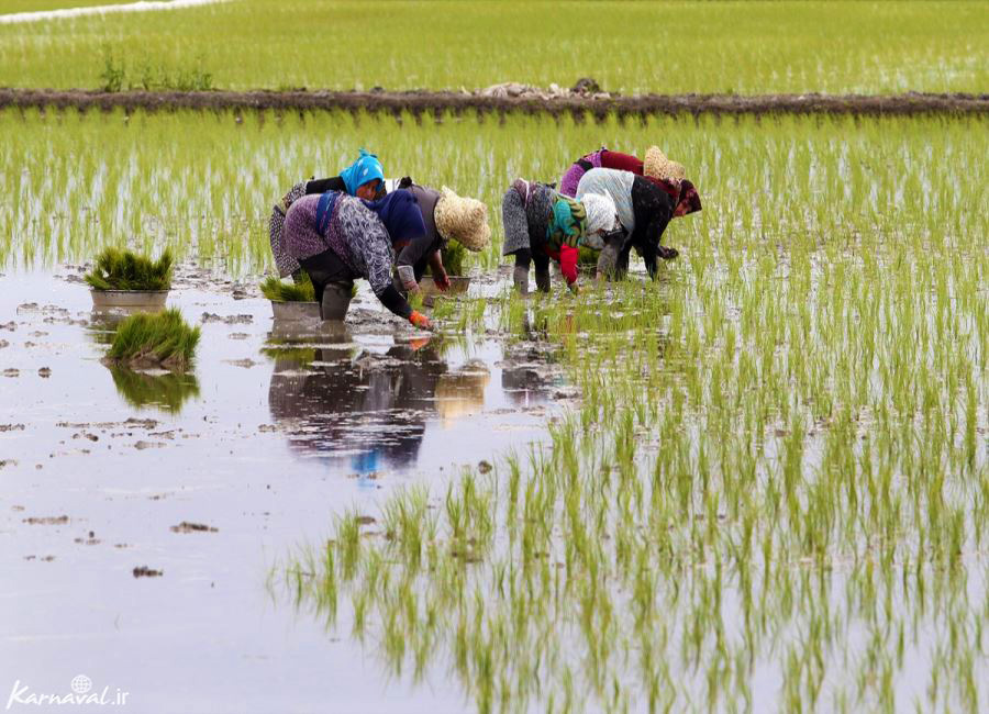 تصاویر دیدنی از نشاء برنج در شالیزارهای گیلان