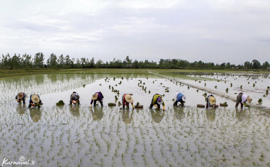  عکس مزرعه برنج