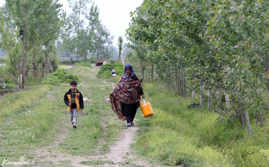  عکس مزرعه برنج