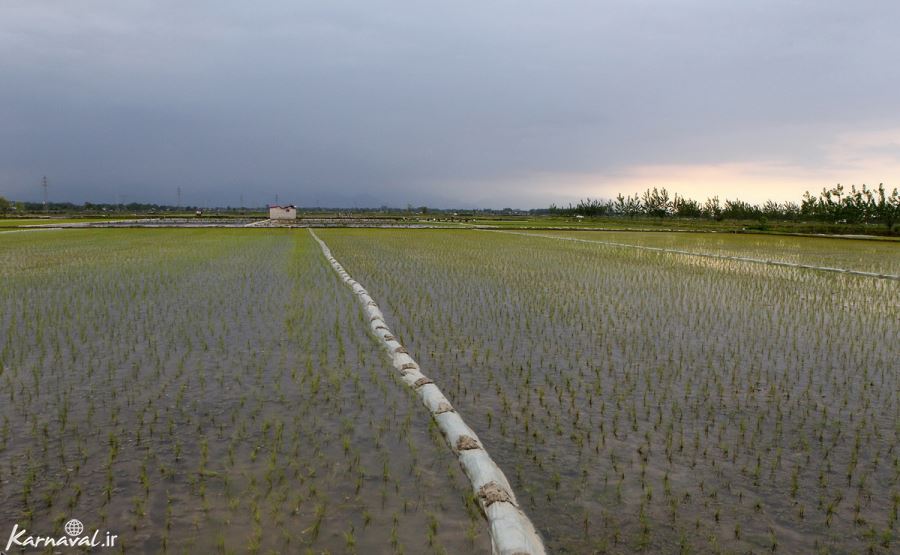  عکس مزرعه برنج