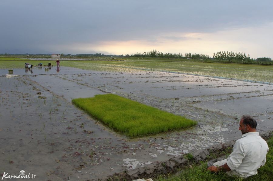  عکس مزرعه برنج
