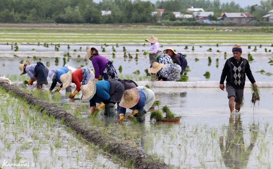 عکس شالیزار گیلان