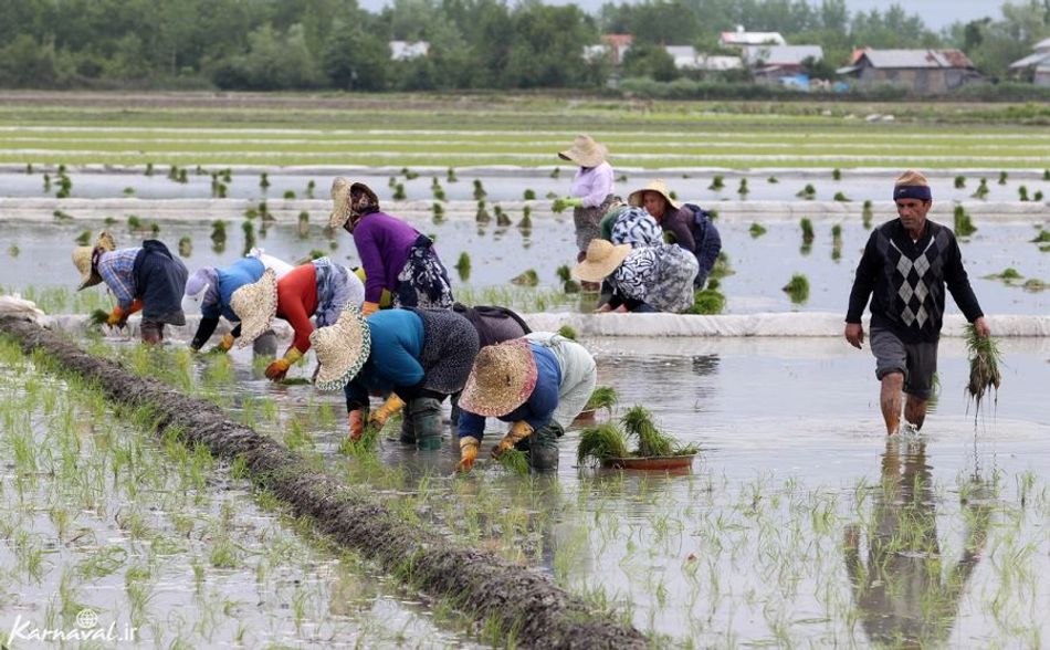 عکس شالیزار گیلان