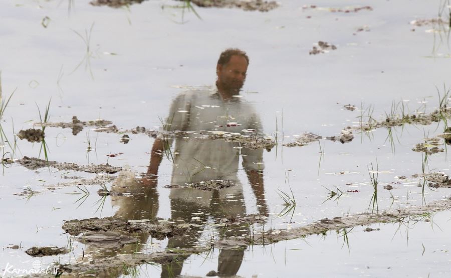  عکس مزرعه برنج