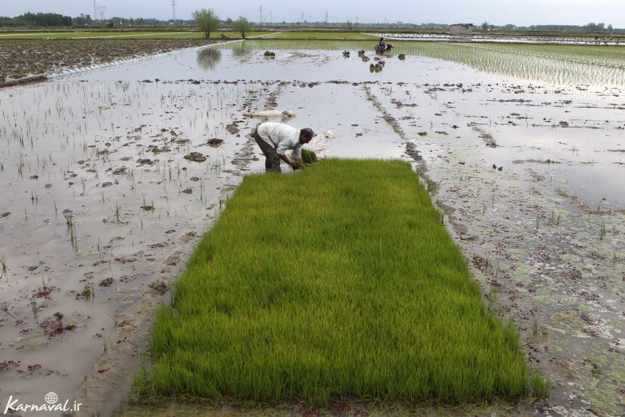  عکس مزرعه برنج