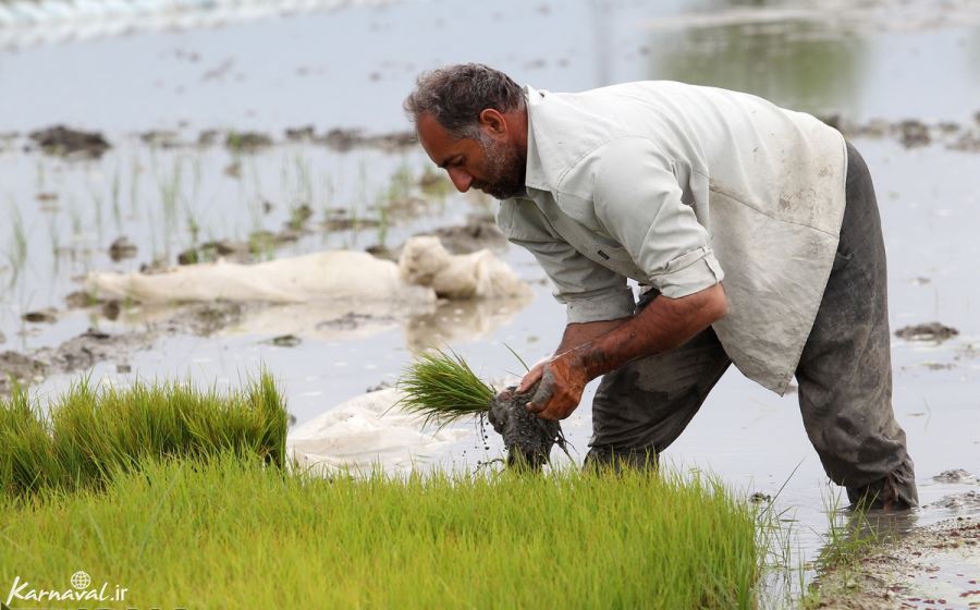  عکس مزرعه برنج