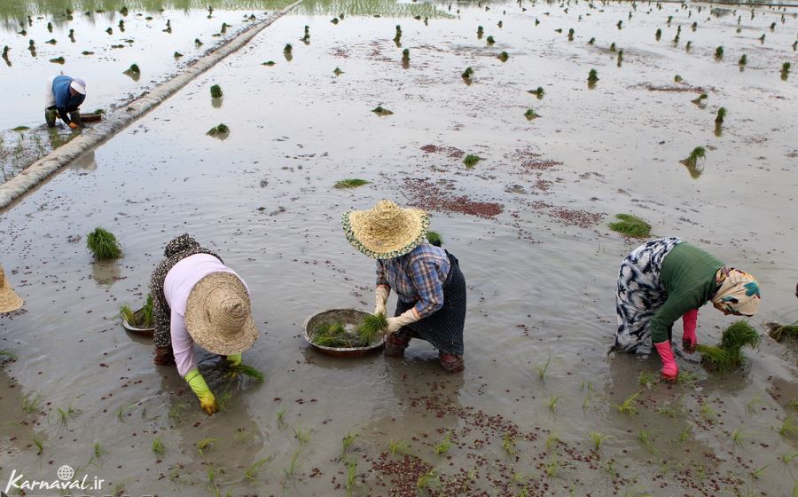  عکس مزرعه برنج