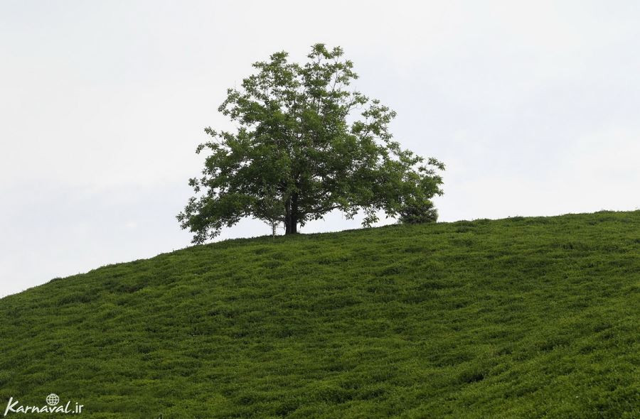 برداشت چای در لاهیجان
