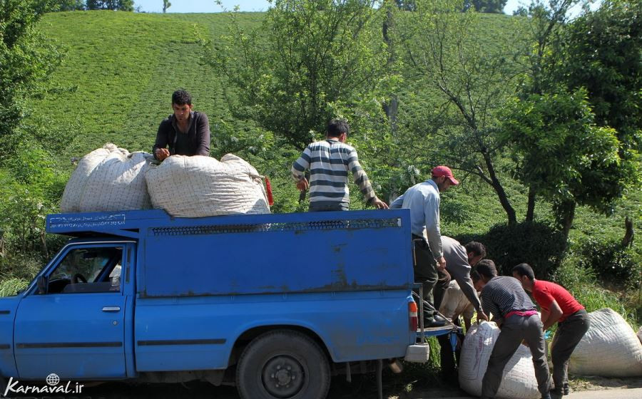 برداشت چای در لاهیجان