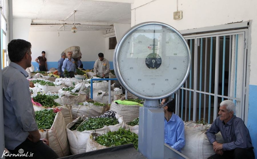 برداشت چای در لاهیجان
