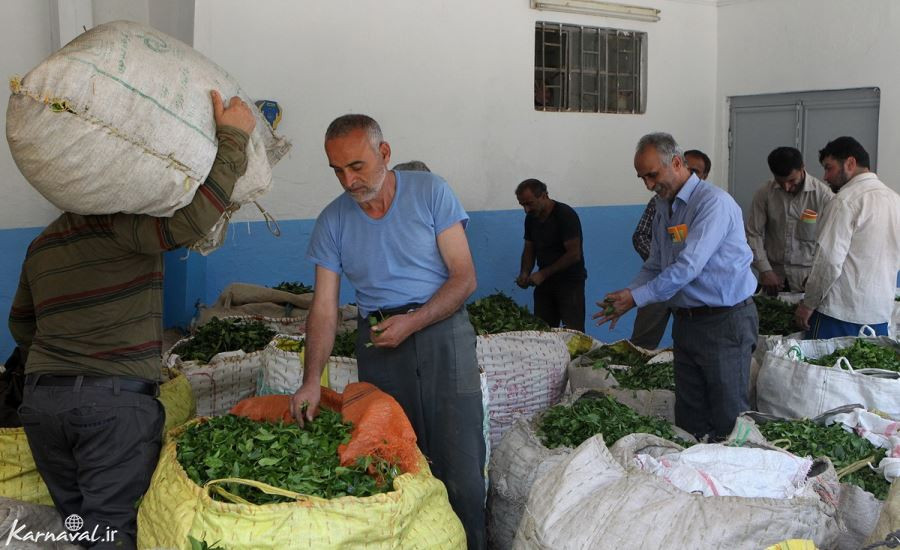برداشت چای در لاهیجان