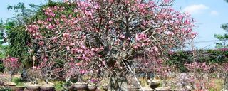 درخت پارک میلیون یرز استون درخت پارک میلیون یرز استون