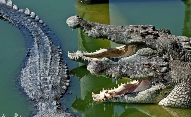 مزرعه کروکودیل تایلند مزرعه کروکودیل تایلند