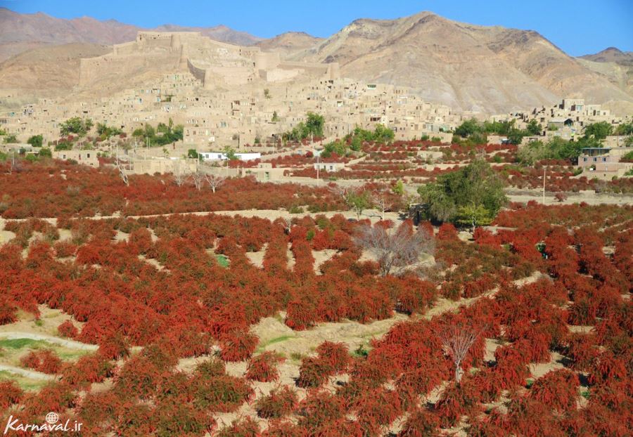 زمین زرشک