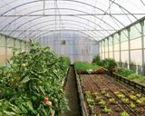 باغ گیاهشناسی دانشگاه استلن بوش کیپ تاون باغ گیاهشناسی دانشگاه استلن بوش کیپ تاون