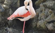 پرندگان برکه باغ پرندگان اصفهان پرندگان برکه باغ پرندگان اصفهان