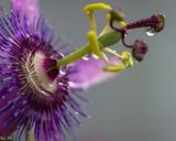 باغ گیاهشناسی دانشگاه استلن بوش کیپ تاون باغ گیاهشناسی دانشگاه استلن بوش کیپ تاون