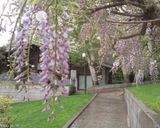 بهار پارک نیاوران بهار پارک نیاوران