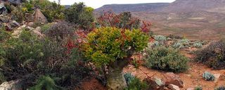 باغ گیاهشناسی ملی کارو باغ گیاهشناسی ملی کارو