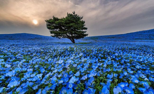 پارک هیتاچی ژاپن پارک هیتاچی ژاپن