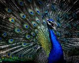 باغ پرندگان اصفهان باغ پرندگان اصفهان