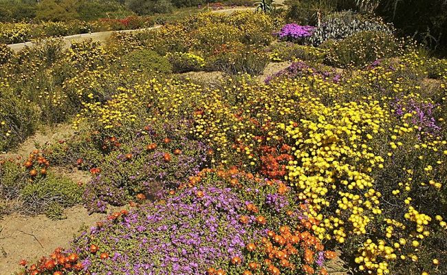 باغ گیاهشناسی ملی کارو باغ گیاهشناسی ملی کارو