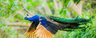 باغ پرندگان اصفهان باغ پرندگان اصفهان