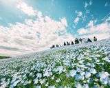 پارک هیتاچی ژاپن پارک هیتاچی ژاپن