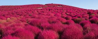 پارک هیتاچی ژاپن پارک هیتاچی ژاپن