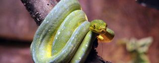 باغ خزندگان اصفهان باغ خزندگان اصفهان