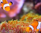 آکواریوم پوکت آکواریوم پوکت