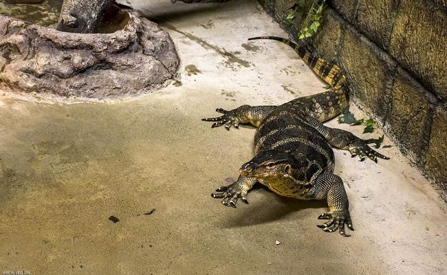 باغ خزندگان اصفهان باغ خزندگان اصفهان