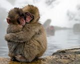 پارک میمون جیگکودانی پارک میمون جیگکودانی