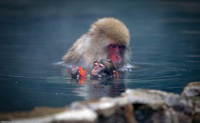 پارک میمون جیگکودانی پارک میمون جیگکودانی